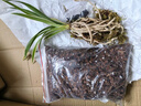 劉閣蘭花兰花苗世界上超香四季兰帝王妃 金边矮种夏带浓香花苞花卉盆栽 2大壮苗+1包土 实拍图