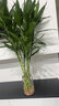 花翁带根富贵竹水培植物客厅招财旺宅花卉绿植盆栽竹子文昌竹源头直发 实拍图