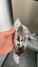 参王朝 大连底播淡干海参干货辽刺参海鲜水产礼盒 7A 实惠装9年 250g*1盒 25-35头 实拍图