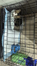 宠乐乖（CHONGLEGUAI）狗笼猫笼狗笼子中小型犬带厕所幼犬折叠便携猫笼子猫咪兔笼600ZG 实拍图