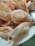 禧美海产加拿大北极甜虾净重3斤/盒 90/120规格 熟冻  MSC认证 轻食海鲜 实拍图