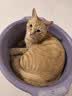 憨仕猫砂奶香豆腐猫砂膨润土混合猫砂抑菌除臭不粘底吸水混合型猫沙子 4.8斤【奶香】7：3配比混合砂 4包【单猫家庭推荐】 实拍图