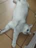 帕洛尼【帕洛尼猫粮】帕罗尼营养长肉高适口性高蛋白鲜肉主粮官方正品 1袋猫粮 多送【10元=营养猫条*5】 实拍图