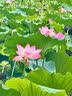 奥妙 深层洁净 洗衣粉5.6斤  源自天然酵素京东自营 实拍图