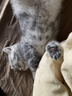 弗列加特 98%高含肉量 猫罐头 FPMR生骨肉猫湿粮 鲜鸡肉幼猫主食罐头95g 实拍图