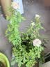 泰西丝灌木月季花树苗庭院阳台花卉绿植四季浓香盆栽蔷薇玫瑰花源头直发 实拍图