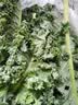 【顺丰】羽衣甘蓝 新鲜沙拉菜 都市健康轻食蔬菜 芝麻菜500g 实拍图