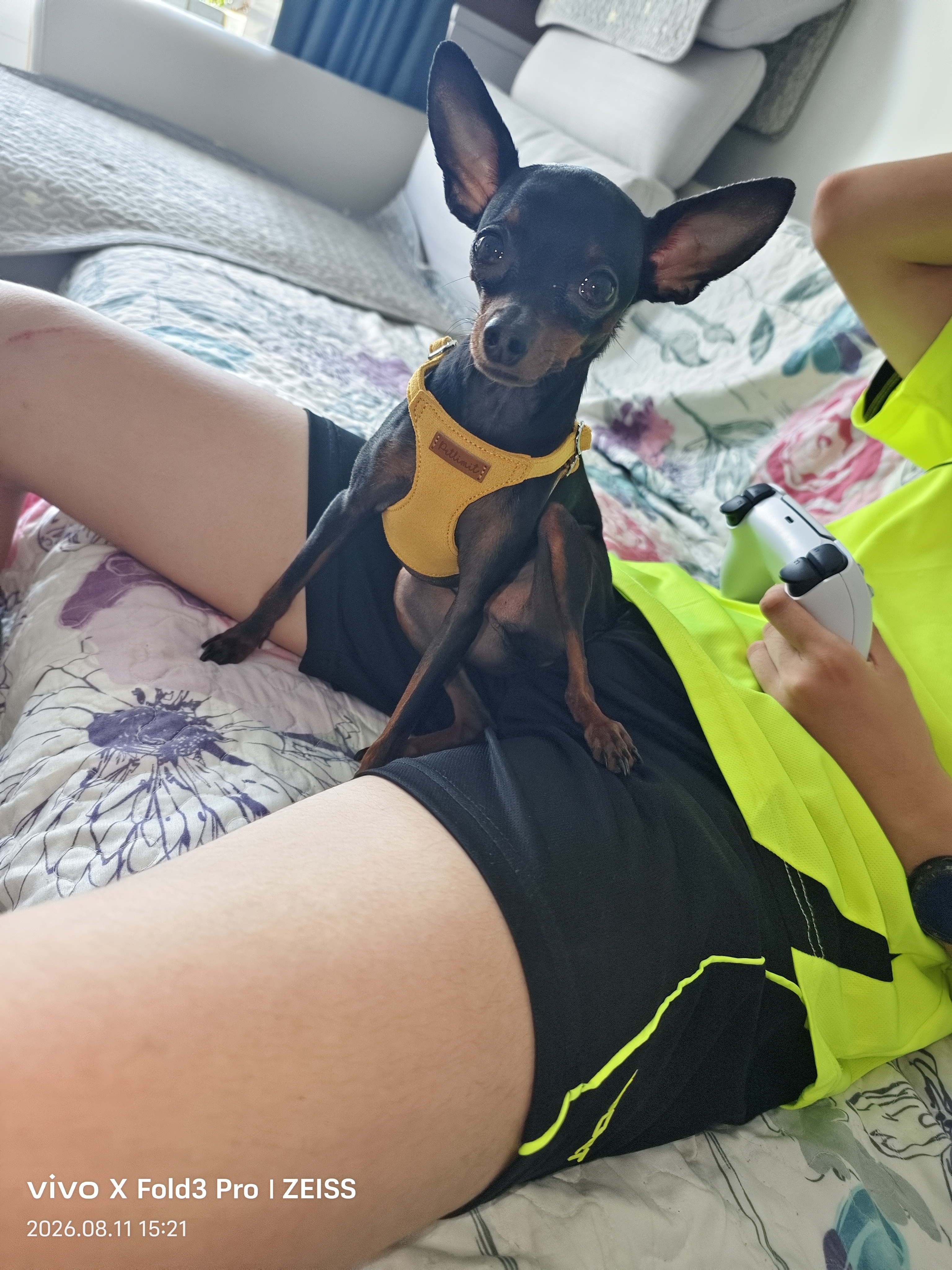 petlimit小狗狗牵引绳背心式遛狗绳狗链子小型幼犬泰迪宠物胸背带 黄色XXS 实拍图