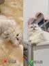 拜达尔宠物猫咪狗狗d-生物素冻干肉粒犬猫毛发养护美毛靓毛冻干零食颗粒 实拍图