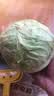 山东寿光新鲜青甘蓝卷心菜新鲜包菜青绿卷心菜手撕包菜爆炒 寿光甘蓝2斤（净重1.8斤） 实拍图