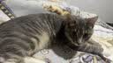 比瑞吉猫粮爱不将就全价全期猫主粮2kg*5添加蛋黄羊奶粉 实拍图