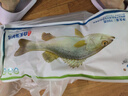 仙泉湖冷冻三去白蕉海鲈鱼700g/袋(2条装)肉厚刺少水产生鲜食材 实拍图