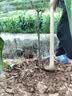 CHUANGSHIJI樱桃树苗 大果树果苗 果树苗北南方种植当年结果樱桃苗 樱桃树 7年苗（当年多量结果） 80cm(含)-89cm(含) 实拍图