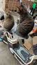 pidan混合猫砂 豆腐膨润土混合经典款2.4kg*6 整箱装可冲厕所 实拍图