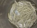潮夫道冷藏白千层肚250g 川渝涮火锅食材毛肚牛肚牛百叶生鲜 实拍图