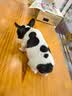 皇家狗粮 斗牛犬幼犬狗粮 犬粮 宠物中型犬 FBJ30 全价犬粮 2-12月3KG 实拍图