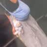 优衣库挎包女装男装/单肩饺子包肩带可调节26春夏新款481610 63 天蓝色 均码(28 × 10 × 17 cm) 实拍图