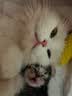皇家（ROYAL CANIN）猫粮慕斯猫罐头湿粮奶糕幼猫粮全价粮 猫咪主食级罐头BMC 【小罐锁鲜880g】幼猫奶糕罐88g*10罐 实拍图
