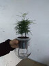 锦枫水培花卉盆栽 办公室水培绿植花卉盆栽玻璃花盆 办公室推荐A【4盆】 含盆栽好+营养液一只 实拍图