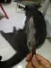 憨憨乐园猫梳子梳毛专用开结去浮毛神器密齿狗狗宠物猫咪排梳子 密齿款 实拍图