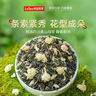 乐品乐茶茉莉花茶茶叶特级川派横县飘雪浓香绿茶新茶袋装250g自己喝送礼袋 实拍图