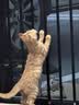 腆宠宠物航空箱小号 猫咪航空箱猫狗 猫包猫笼外出车载猫箱狗狗托运 实拍图