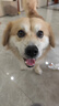 亚禾狗狗磨牙棒洁齿骨混合口味幼犬专用狗咬胶小型犬零食270g*3包 实拍图