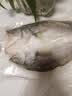 仙泉湖冷冻三去白蕉海鲈鱼700g/袋(2条装)肉厚刺少水产生鲜食材 实拍图