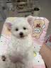 皇家狗粮 幼犬狗粮 宠物 小型犬 MIJ31 全价犬粮 2-10月 2KG 实拍图