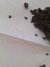 铁观音特级浓香型茶叶 2026新茶安溪高山乌龙茶兰花香绿茶含罐装 特级铁观音 含罐250g*2罐 实拍图