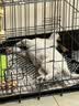 腆宠狗笼狗窝猫笼狗笼子中小型犬带厕所猫笼子大号家用室内狗围栏兔笼 实拍图