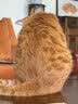 澳龙泌尿处方粮澳龙处方粮稀释尿液情绪舒缓成幼猫泌尿道处方猫粮50g 实拍图