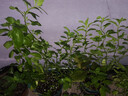 爱丽思（IRIS）长方形树脂花盆长条型专用蔬菜绿植草莓种植种菜盆阳台果蔬种植盆 【长37cm】 约6L 浅米色-花朵款 1个装 实拍图