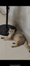 麦富迪猫粮 barf霸弗天然猫粮冻干幼猫粮高蛋白温和养护肠胃牛肉1.8kg 实拍图