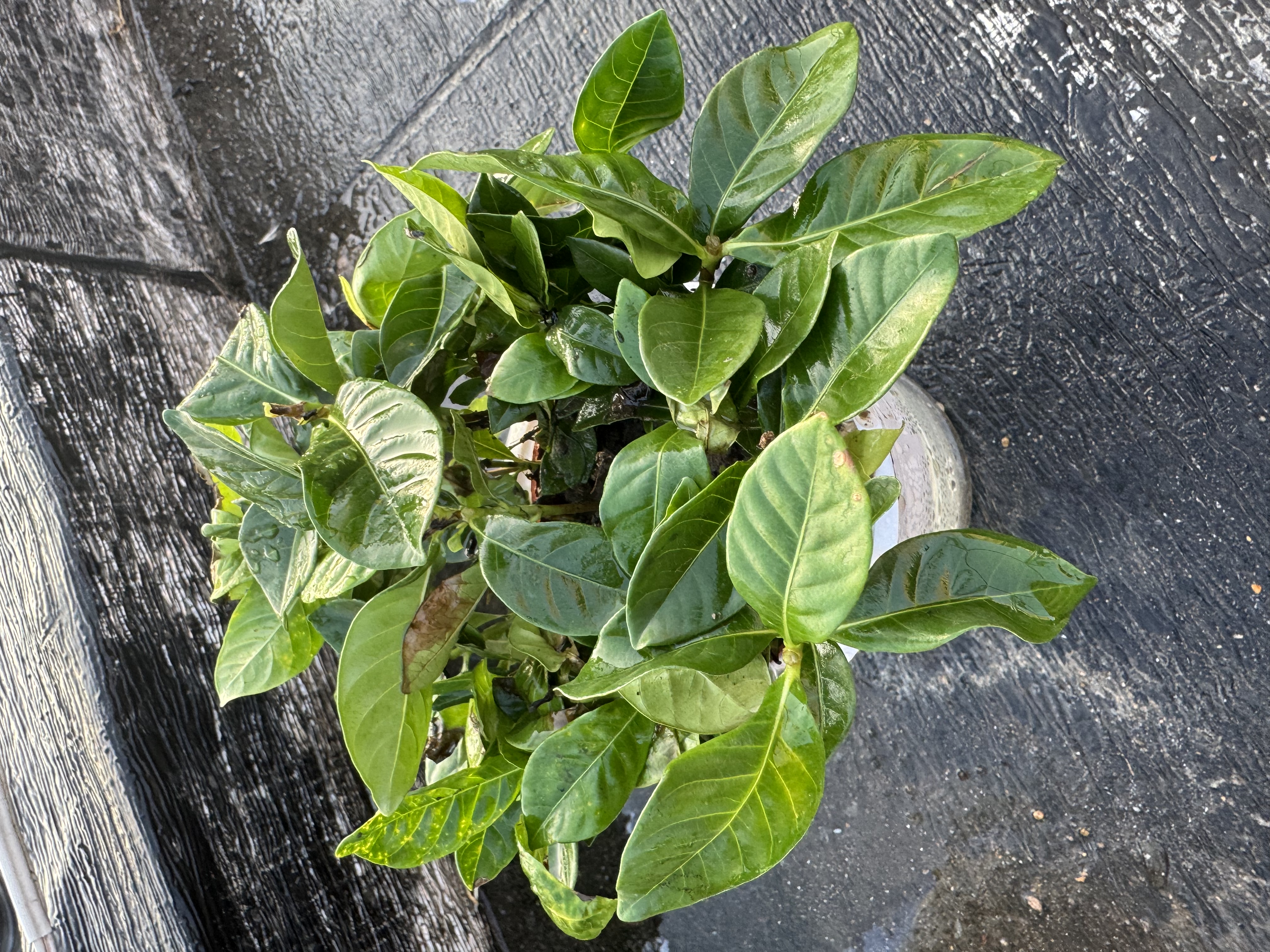 萌肉居易活盆栽花卉水培土培绿植桌面植物浓香型栀子花+早安盆源头直发 实拍图