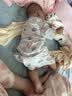 婧麒（JOYNCLEON）婴儿夏薄款衣服纯棉提花男女宝宝七分袖家居服连体衣儿童睡衣 云端奇遇记【七分袖-提花透气】夏款 80cm (偏大,建议选小一码) 实拍图