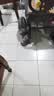 贵为（GiGwi）仿真发声小鸟逗猫玩具小猫咪幼猫自嗨解闷神器逗猫棒 实拍图