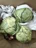 京鲜生山东新鲜包菜绿甘蓝 净重4.5斤 卷心菜甘蓝新鲜蔬菜 源头直发 实拍图