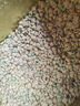麦富迪狗粮 藻趣儿狗粮成犬粮牛肉螺旋藻 均衡营养15kg/30斤 实拍图