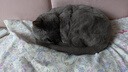 皇家猫粮 成猫猫粮 营养均衡 F32 通用粮 1-7岁 15KG 实拍图