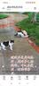 力狼（LILANG）宠物猫粮幼猫成猫零食猫湿粮猫咪猫罐头 金枪鱼+明虾170g*12罐 实拍图