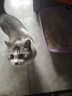 pidan混合豆腐猫砂 豆腐膨润土皮蛋猫砂除臭猫砂结团快 经典款2.4kg*4 实拍图