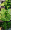 绿秀 葡萄藤条仿真藤蔓绿植阳台空调管暖气装饰水管道假花假树叶 每包12根(每根20片大号叶片) 实拍图
