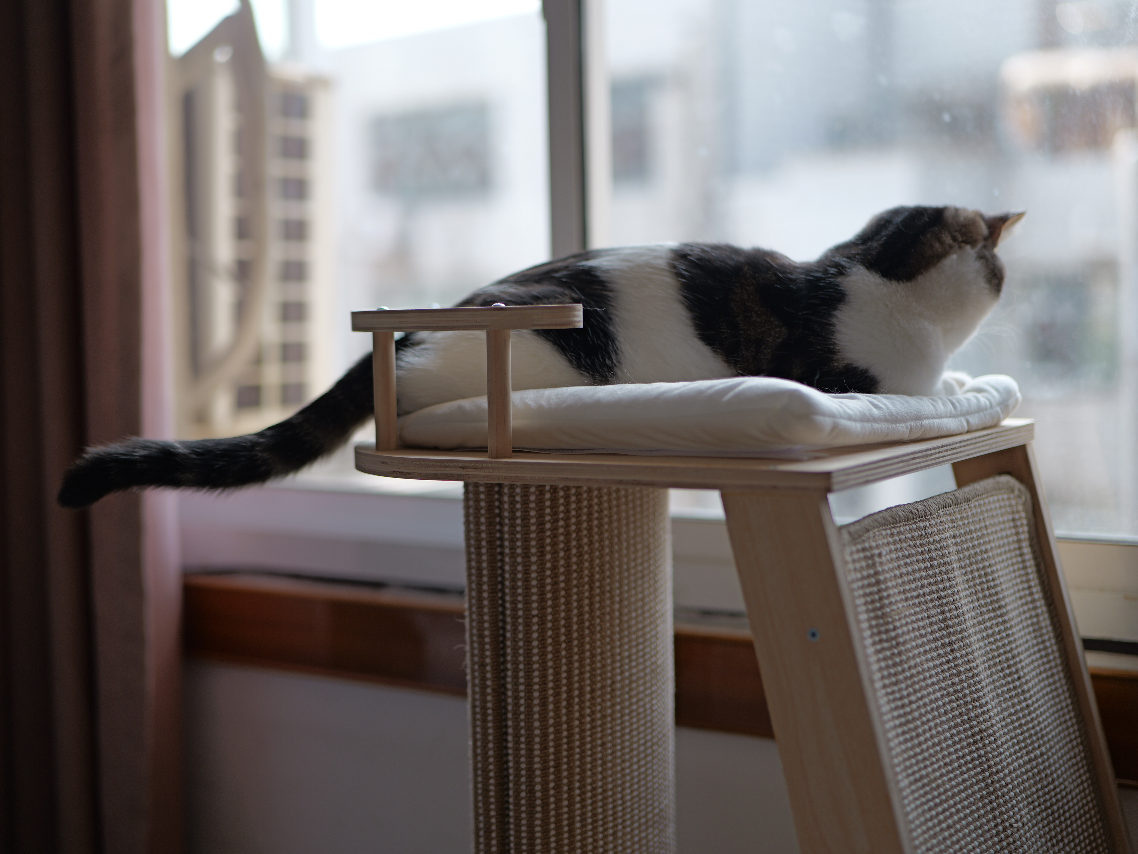 梵都宠舍猫爬架多功能斜梯猫墙猫抓柱斜面大面积猫抓垫云顶猫窝 实拍图