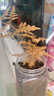 文竹盆栽绿植花卉盆景植物室内客厅水培文松云竹文竹大苗四季常青 小文竹【1颗】原盆原土球发货 高度15-25cm 实拍图