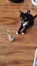 憨憨乐园猫玩具猫咪不倒翁羽毛铃铛逗猫棒球自嗨解闷神器猫猫小猫幼猫宠物 实拍图