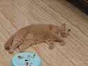 财咪宠物体外驱虫药猫咪狗狗小幼犬去跳蚤虱子蜱虫用非泼罗尼滴剂3支 实拍图