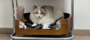 冠能猫粮成猫猫粮三文鱼味7kg 全价猫粮 稳固免疫 适口性强 实拍图