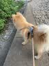 宝路狗粮 泰迪田园犬狗粮 中小型犬 狗主粮烘焙粮通用狗干粮 中小型犬鸡肉蔬菜口味7.5kg 实拍图