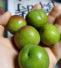 正宗四川小脆红 脆红李子 新鲜应季时令水果李子 新鲜尝鲜包邮 带箱2斤  单果12g+ 实拍图